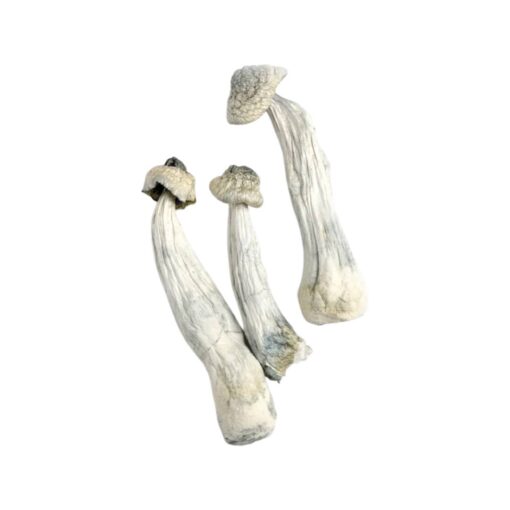 Albino Penis Envy Mushrooms Albino Penis Envy Mushrooms