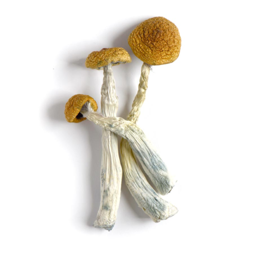 Amazonian Magic Mushrooms Amazonian Magic Mushrooms