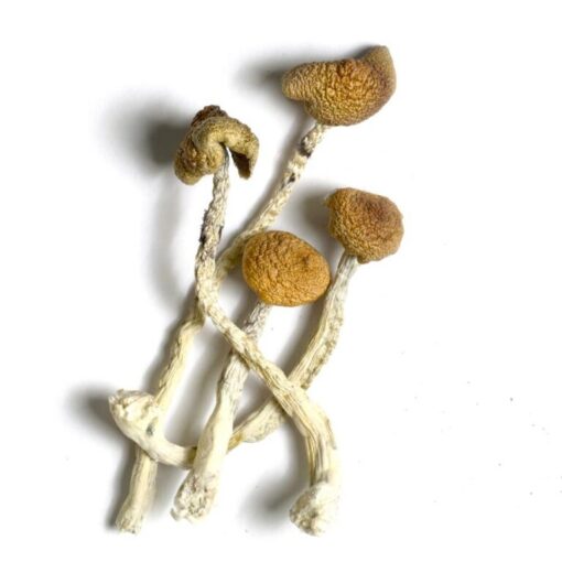 B+ Magic Mushrooms