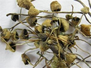 Liberty Cap Magic Mushroom