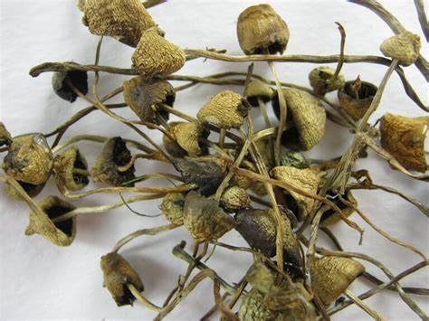 Liberty Cap Magic Mushroom