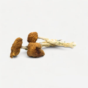 Daddy Long Legs Magic Mushrooms Daddy Long Legs Magic Mushrooms