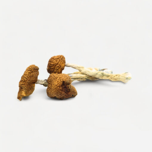 Daddy Long Legs Magic Mushrooms Daddy Long Legs Magic Mushrooms