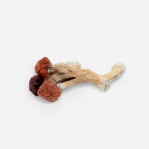 Florida White Magic Mushrooms Florida White Magic Mushrooms