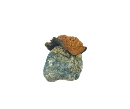Dino Eggs Magic Mushrooms