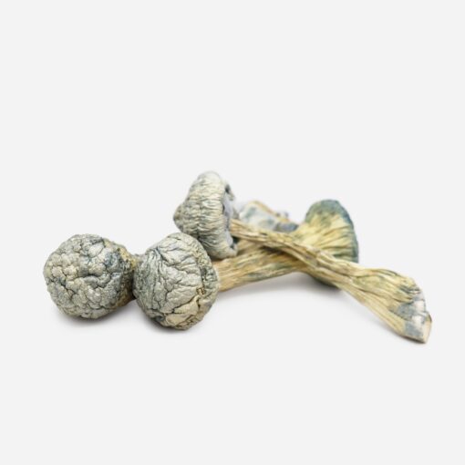 Albino Treasure Coast Magic Mushrooms Albino Treasure Coast Magic Mushrooms