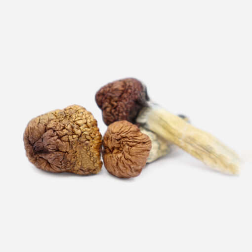 Mazatapec Magic Mushrooms Mazatapec Magic Mushrooms