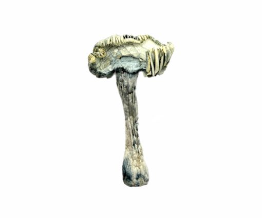 Jedi Mind Fucks Magic Mushrooms