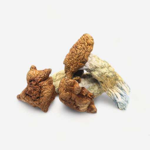 King Kong Magic Mushrooms King Kong Magic Mushrooms
