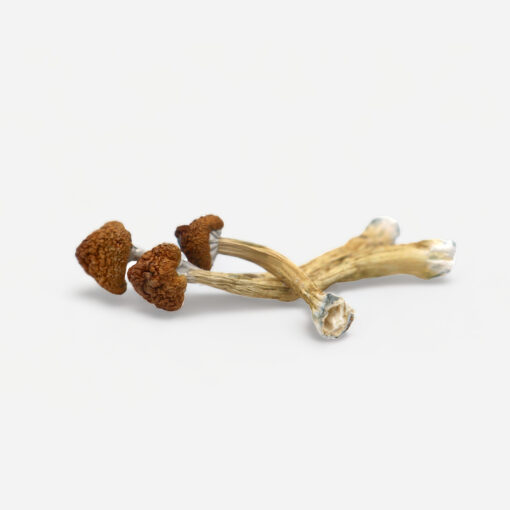 Big Mex Magic Mushrooms