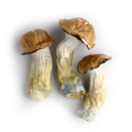 Tidal Wave Magic Mushrooms