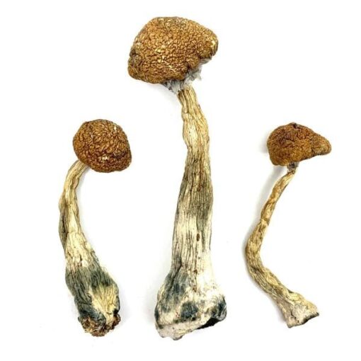 Wavy Cap Magic Mushrooms Wavy Cap Magic Mushrooms