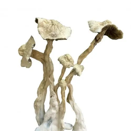 A+ Magic Mushroom
