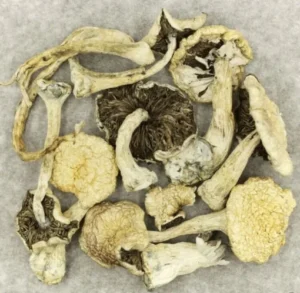 White Burma Magic Mushrooms