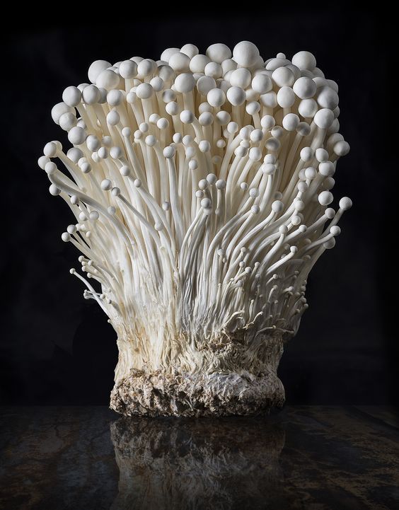 new zealand mushrooms