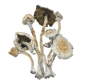 Creeper Magic Mushrooms