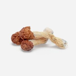 Melmac Penis Envy Magic Mushrooms Melmac Penis Envy Magic Mushrooms