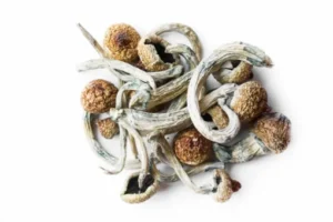 Organic Blue God Magic Mushrooms